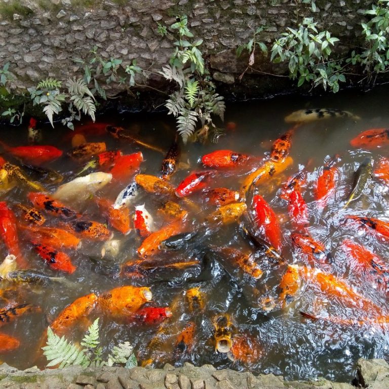 Foto real de Parque Estadual Alberto Löfgren - Horto Florestal