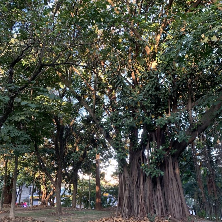 Foto real de Praça Província de Saitama