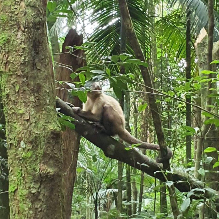 Foto real de Trilha do Pai Zé