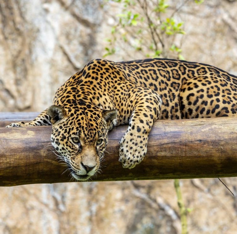 Foto real de Zoo São Paulo São Paulo