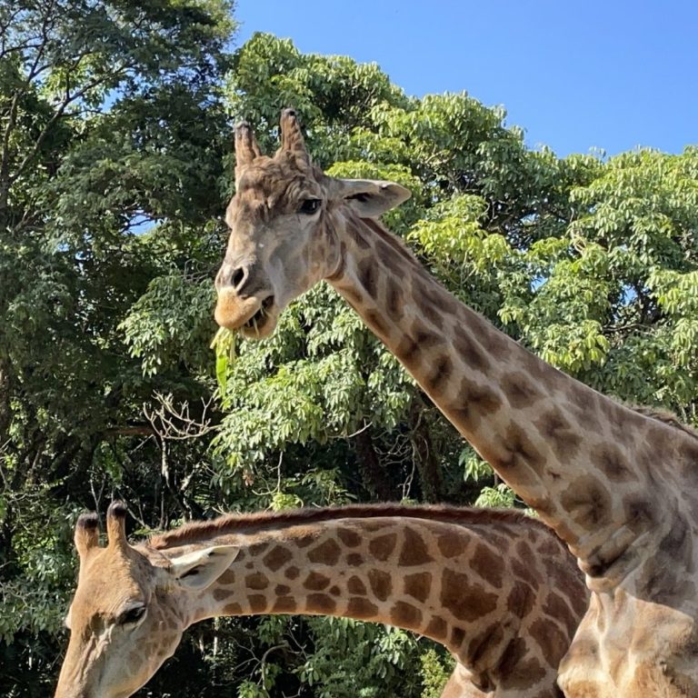Foto real de Zoo São Paulo