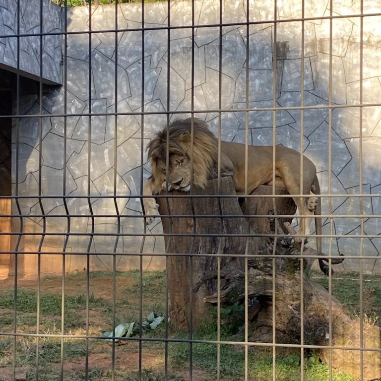Zoológico Municipal de Guarulhos